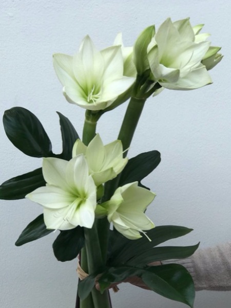 Valkoinen amaryllis